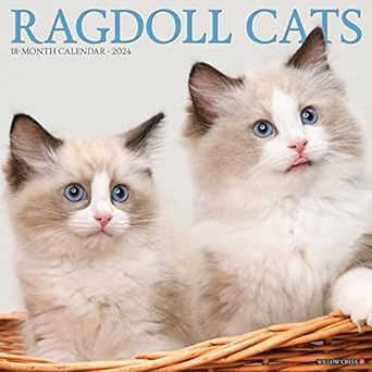 Willow Creek Press Ragdoll Cats Monthly 2024 Wall Calendar (12" x 12")